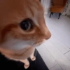 MICHIS 🥰🐱 12