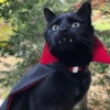 Gatitos de hallowen🎃 10