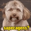 Reações cachorros  14