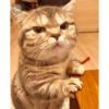 Memes Gatos - 1 14