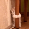 🌈🐈‍⬛✨️Gatos Funny Mood✨️🐈‍⬛🌈 15