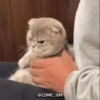 Memes Gatos - 1 13