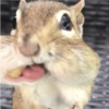 प्यारी गिलहरी प्रतिक्रियाएँ 🐿️ 8