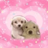 🌈✨️❤️Gatos&Perros❤️Mood🌈✨️ 9