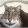 KUCING MEME 18