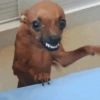 Cosas de Perritos 5🤎🐶✨ 7