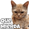 Perro y gato 7