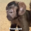 🐒✨️Chimpances Mood✨️🐒 16