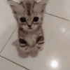 Gatinhos reagindo 8