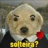 Reações cachorros  8