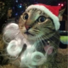 GATINHOS NATALINOS 🌲🎅🏼 8