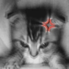 Gatitos apocalípticos 🙀 14