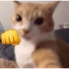KUCING MEME 26