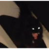 Gatos divertidos 😼 26