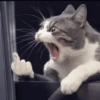 Gatitos 😍 14