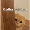 Gadha kahi kaa