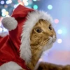 Navidad de Gatos😎 11