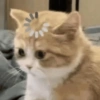 Gatinhos reagindo 20