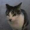 Gatos raros 6