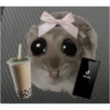 Hamster e non  10