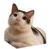 Bobby (kucing Prabowo) 9