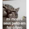 Gatitos 🐱 15