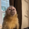 Monkey 8