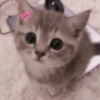 Gatitos 💕 8