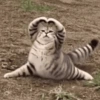 Memes gatos 10