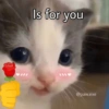 🐱🐾🐈 Cats lV  🐈🐾🐱 20