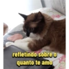 Mozart bolado 5