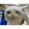 Memes de gatos heysol! 7
