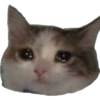 Gatitos tristes 17