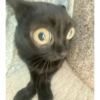 Gatito negro 12