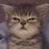 🐱🐾🐈 Cats lV  🐈🐾🐱 21