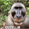 Goril 7