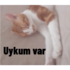 Kedi/Cat Turkish 23