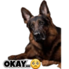 Dog love 9