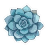 Cactus y suculentas aesthetic 6