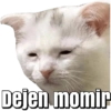 Memes pa' enviar de Gatitos 15