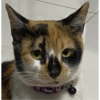 Gata 2 27