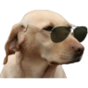 Funny pets 7