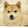 Sticker pack 3 (dogeism) 6