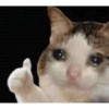 Gatos triste 9