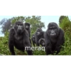 Goril 16