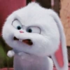 Kelinci Imut 6
