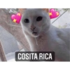 Gatitos 5