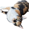 Gata 2 23