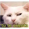MEMES ATUALIZADOS  8