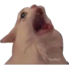 Gatitos 5